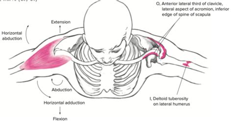 Chapter The Shoulder Joint Flashcards Quizlet