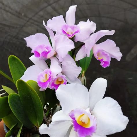 Cattleya Trianae Splash X C Memoria Alberto Wenzel B Orquid Rio