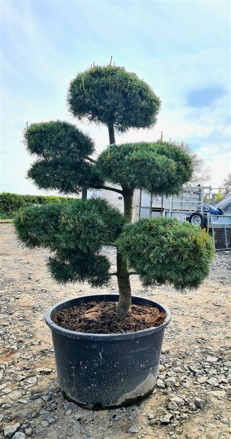 Pinus Parv Glauca Specimen Caragh Nurseries