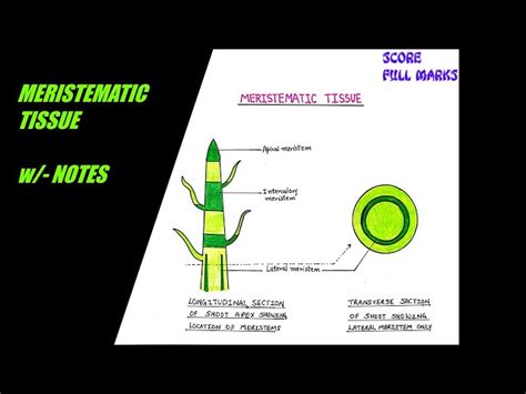 Meristematic Tissue In Plants Diagram