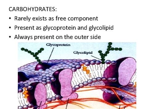 CELL MEMBRANE CHEMICAL COMPOSITION STRUCTURE AND MEMBRANE DYNAMICS