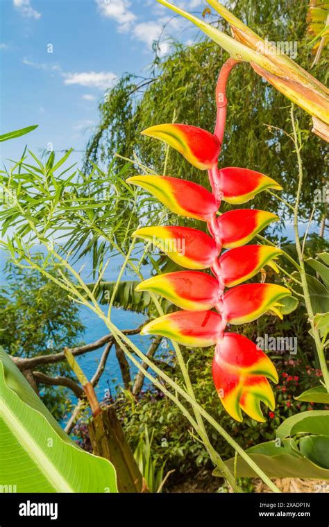 Hanging Lobster Claw Heliconia Rostrata Stock Photo Alamy