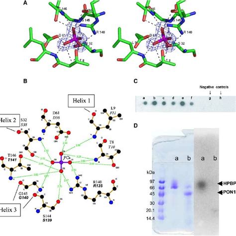 Binding Of The Phosphate Ion A Stereoview Of The Binding Site