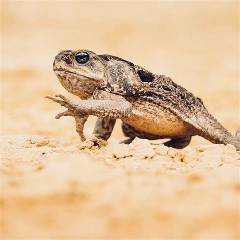 Uncovering The Truth Cane Toad An Invasive Species Amphipedia