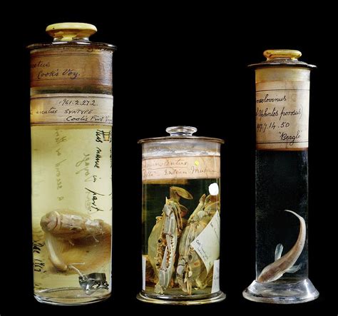 Preserved Museum Specimens Photograph by Natural History Museum, London ...