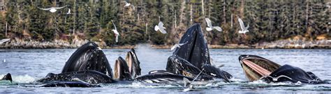 Wildlife Viewing | Alaskan Dream Cruises