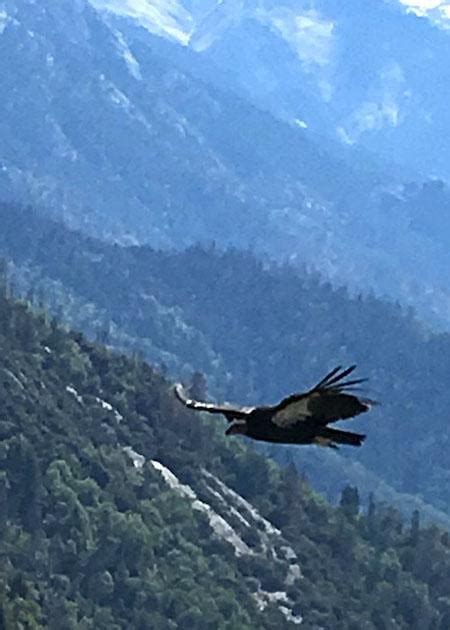 Condors Return To Sequoia National Park After Nearly 50 Years