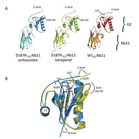 Crystal Structure Of The Complexes Formed By WT Or D187N Gelsolin G2