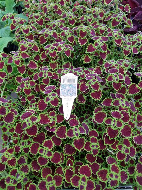 Coleus Trailing Wedding Train Farmers Daughter T And Garden Center