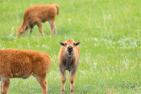 Custer State Park - Wildlife — Paul R Mudgett Photography