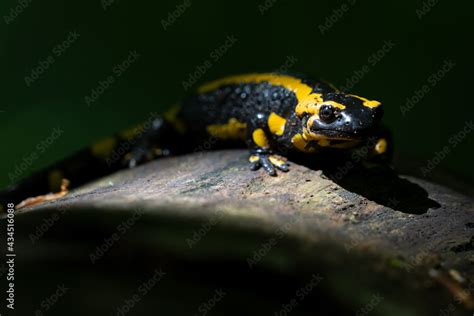 Ein Feuersalamander Im Focus Auf Einen Toten Baum Im Schein Der Sonne