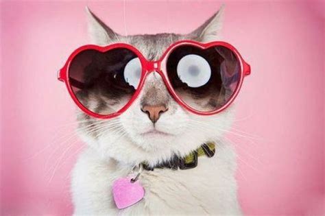 22 Photos Cute Cats With Sunglasses Top Dreamer