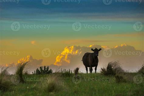 a cow standing in a field at sunset 26596471 Stock Photo at Vecteezy