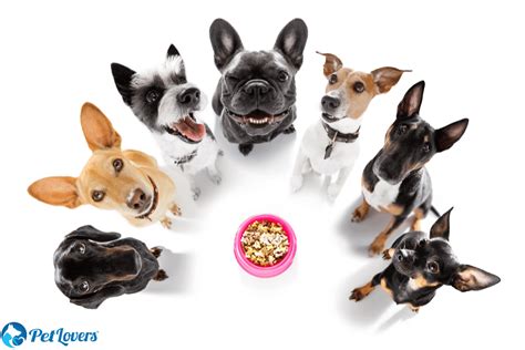 Small Hypoallergenic Dogs - PetLovers