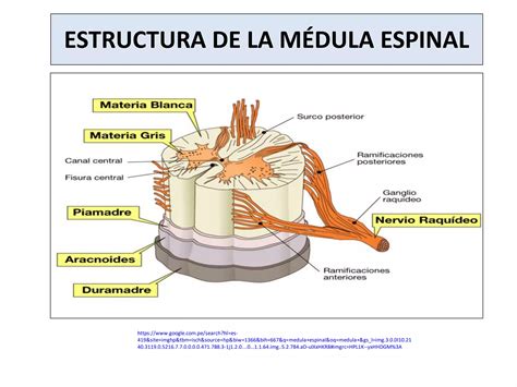 Corteza Cerebral Y M Dula Espinal Ppt