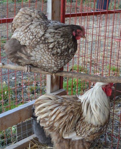 Lavender Orpington Chicken Guide What You Need To Know Artofit