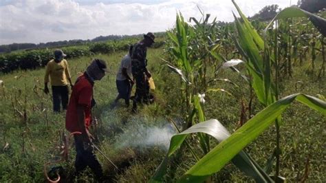 Uptd Pertanian Purbolinggo Melakukan Kegiatan Gerdal Kendalikan Hama