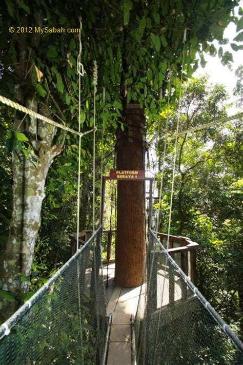 Poring Canopy Walkway The Highest In Sabah