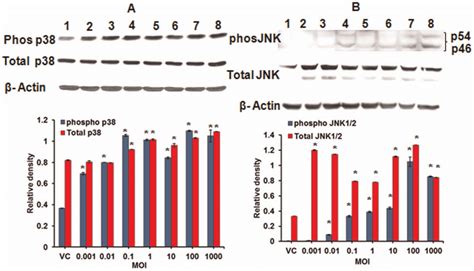 Activation Of MAPKs In Alveolar Macrophages On Infection With M