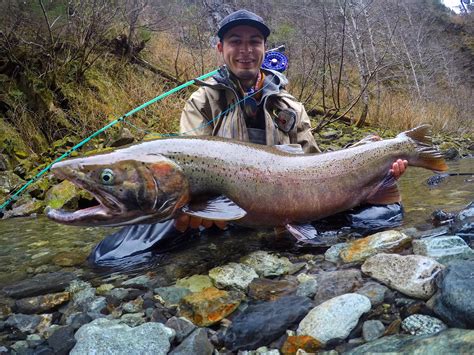 The Difference Between Steelhead & Rainbow Trout - Flylords Mag