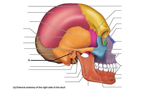 Skull Bones Lateral View Diagram Quizlet