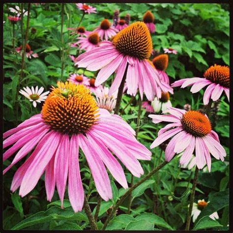 Pink Flowers In New York City Stock Photo Image Of Background City