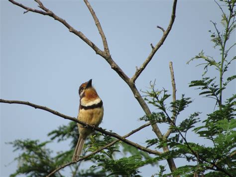 Hypnelus Ruficollis GRIPPA IETA Rodolfo Barrios Cabrera Flickr