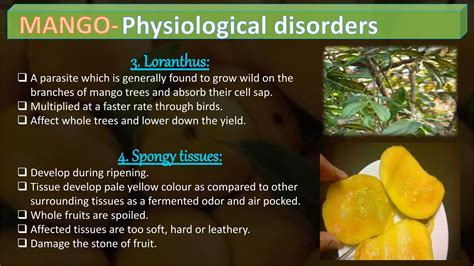 Mango Cultivation Practices PPT