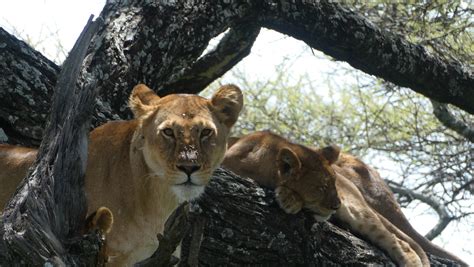 Visiter Le Parc National du Serengeti Tanzanie A faire à voir à Le