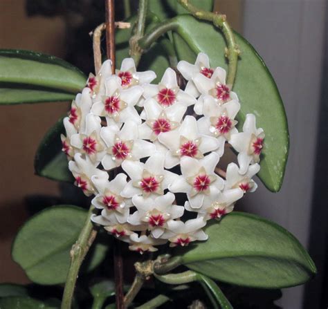 Hoya Wax Plant - topleadgenerationtips