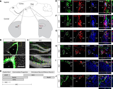 Zika Virus Infects Neural Progenitors In The Adult Mouse Brain And