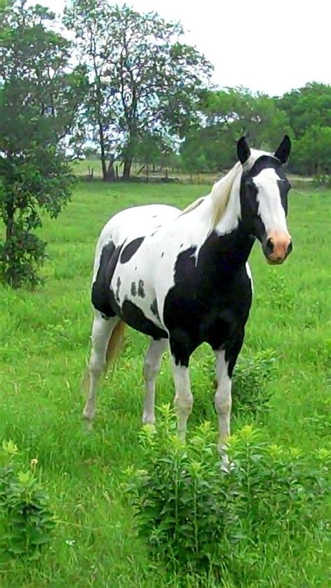 Black And White Paint Horse Photograph By Cindy New Fine Art America