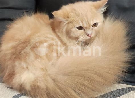 Persian Cats For Sale In Wattala Ikman