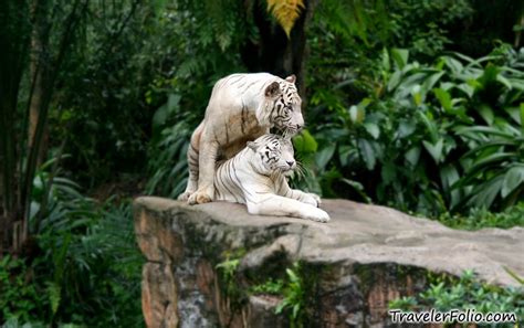 Singapore Zoo | White Tigers | Ah Meng |Sg Tourism @ Singapore Travel & Lifestyle Blog