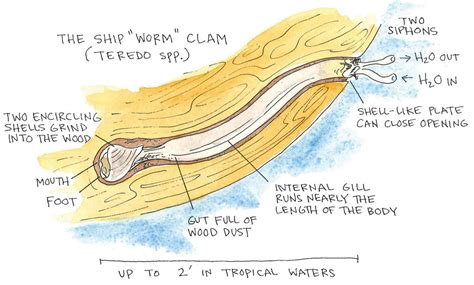 Anatomy Of A Worm Diagram - Anatomical Charts & Posters