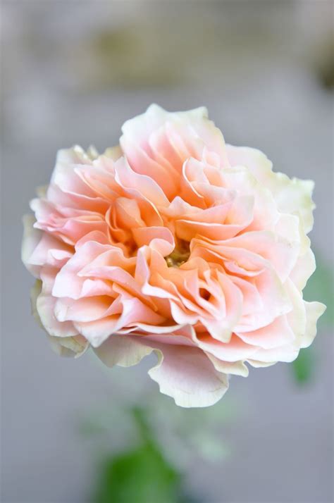 Apricot Garden Rose Flower Delivery Florist Rose