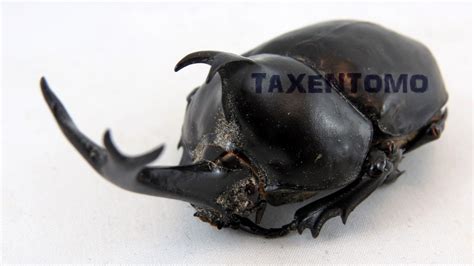 Trypoxylus Dichotomus