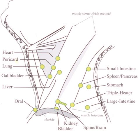 Yamamoto New Scalp Acupuncture (YNSA): Development, Principles, Safety ...