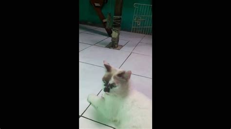 KUCING KAWIN CIMO YouTube