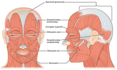 Orbicularis Oris Function