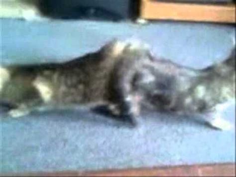 Lesbian Cats Having Lesbian Sex REAL YouTube