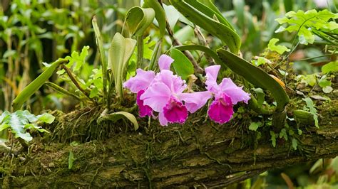 Evolution Pilze helfen Orchideen beim Überleben Spektrum der