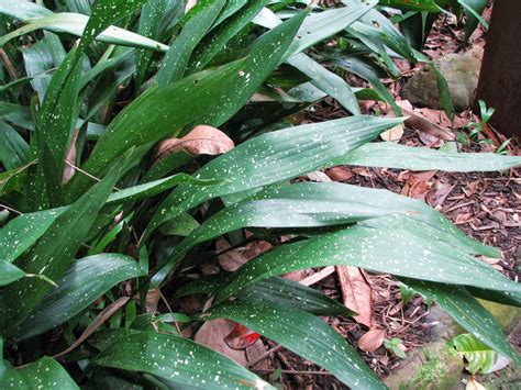 Aspidistra Spotted Possibly Aspidistra Lurida Cv Ginga