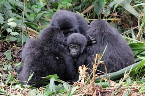 Low Cost Gorilla Habituation Experience Safaris