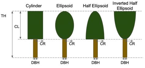 Canopy shapes used for the virtual forest. The canopy structures are ...