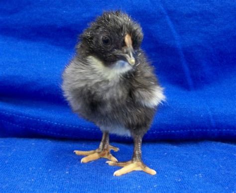 Dark Aseel (Asil) Chicken - Chicks for Sale | Cackle Hatchery