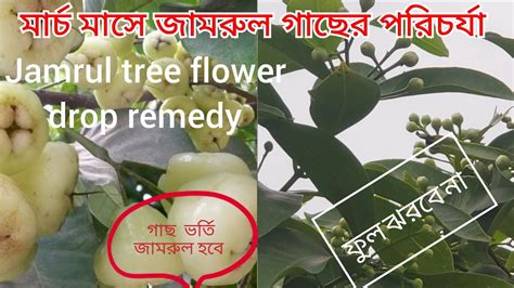 জামরুল গাছের বিশেষ পরিচর্যা এবং সার প্রয়োগ তাহলে গাছ ভরা জামরুল হবে