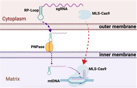 Guide Rna Genscript Bioz