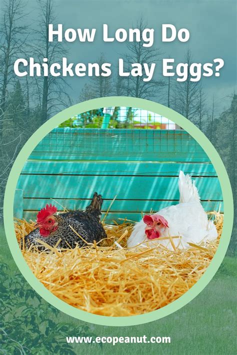 How Long Do Chickens Lay Eggs Eco Peanut Chickens Chickens