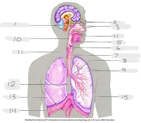 Fundamentals 2 Respiratory Labeling Diagram Quizlet